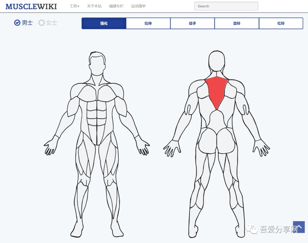 MuscleWiki 中文健身网，全身各部分肌肉锻炼方法动图教学